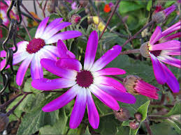 Image result for Pericallis