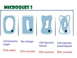 We did not find results for: Movement Of Substances 2013