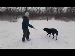 progulka sobaki kane korso derreka po martovskomu snegu canecorso cane corso animals snow