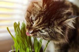 Toxic flowers and plants that cause upset stomach and/or oral irritation. 25 Common Plants Poisonous To Cats Aspca Pet Health Insurance
