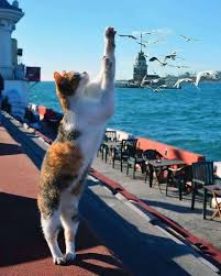 Fotograf Kedi Istanbul Hayvanlar