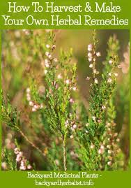 Backyard Medicine Medicinal Plants Slideshare Medicinal Plants Plant Classification Home Remedies Cold Sores