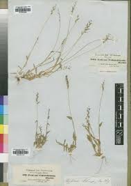 Image result for Urochloa xantholeuca