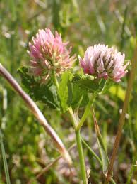 Image result for Trifolium isthmocarpum
