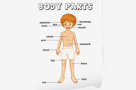 teaching body parts to children