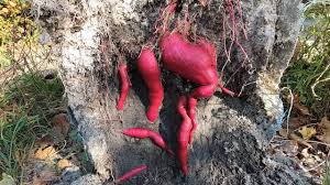 Tanam keledek depan rumah je digging for home grown sweet potato youtube. Ubi Keledek Mahal Dalam Guni Tanam Dan Tuai Malaysia Youtube