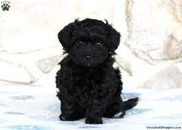 We did not find results for: Yorkie Poo Puppies For Sale Greenfield Puppies