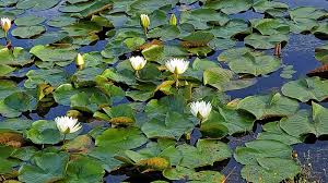 Image result for Nymphaea