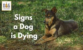 If you are concerned that your pet might have cancer, call your vet and. Signs A Dog Is Dying A Vet Reveals What Your Dog May Be Experiencing