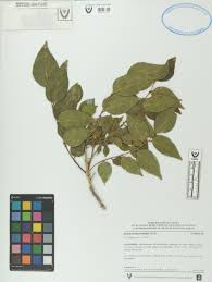 Image result for Ateleia herbert-smithii