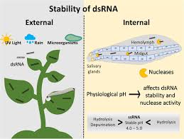 Pest are the insects that destroy your home, and business furthermore impacts your health. Frontiers Double Stranded Rna Technology To Control Insect Pests Current Status And Challenges Plant Science