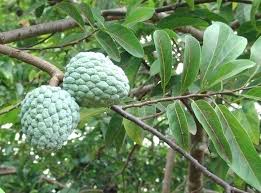 Image result for Annona squamosa