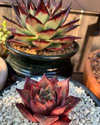 Get notified when bloody romeo and broken juliet is updated. Echeveria Ebony In The Back Echeveria Blood Romeo In The Front Succulents