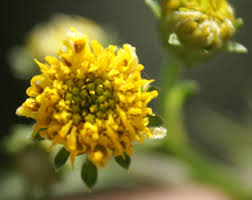 Image result for Bidens biternata