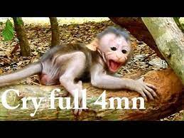 Deep Hurt Pitiful Baby Monkey Is Torturing By Big Monkey Baby Cries Seizures Youtube