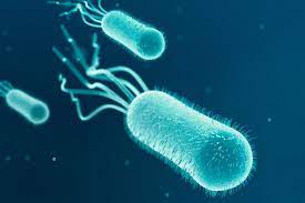 Tuttavia, alcuni ceppi di e. Escherichia Coli Nell Urina