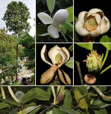 Image result for Magnoliaceae