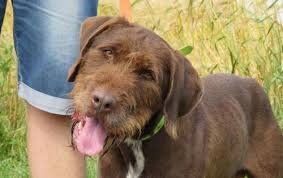 Epingle Sur To Be Adopted Cuddled And News When I Find Some