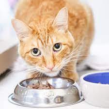 Start by replacing some of his usual meals with a loose slurry of wet kitten food and kitten formula in a bottle, then gradually starting feeding your kitten from a bowl. Cat Food Should You Spend More On Posh Brands Money The Guardian