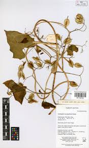 Image result for Cardiopteridaceae