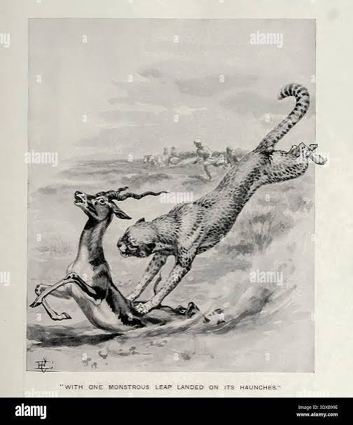 Cheetah demonstrating its hunting prowess and speed, catching an antelope mid fall during a wild chase across the African savanna in a vintage wildlife illustration from The sports of the world, with