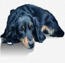 Importantly, the pet food doesn't include any wheat, soy, or corn, as well as any chicken byproducts that could be allergens, and is safe for your dog to consume while. Pancreatitis In Your Dog