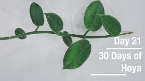 **update** i received this information on how hoya rebecca was created from antone jones in october of 2019: Hoya Lauterbachii 30 Days Of Hoya 21 Of 30 Youtube