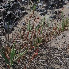 Image result for Salicornia pachystachya