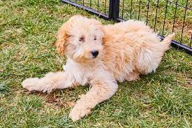 Pin On Puppies