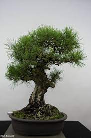 Pinus thunbergii is an evergreen conifer with needles. Bonsai Japanese Black Pine Pinus Thunbergii No 6464 Www Henhbonsai Nl