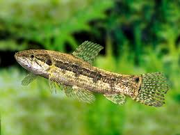 Image result for Wolffiella hyalina