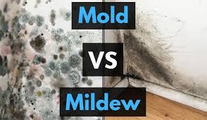 Is this black mold or nothing more than deteriorated pad? Mold Vs Mildew What Are The Differences Plus Black Mold Health Risks And More