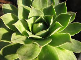 The cactus king's customers frequently make the trip from different countries, cities. Everything You Need To Know About Succulents