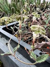 Image result for Ceropegia rendallii