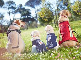Training dogs to attack on command basically includes irritating them until they react with aggression towards the provoker. How Service Animals Help People With Anxiety