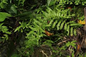 Image result for Ampelopteris