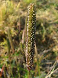 Image result for Sacciolepis indica