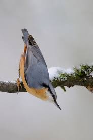 Kleiber Kleiber Vogel Im Garten Einheimische Singvogel