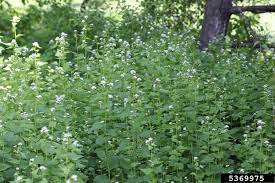 Click on image to view plant details. Got Pests