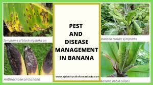 Insecticides, soapy water, and horticultural oil can help mitigate the population of aphids, but if the plant already has a bunchy disease, it is best to destroy the plant. Agriculture And Technology Agriculturalinformation4u