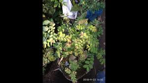 Mengenal Bahan Bonsai Ileng Ileng Di Alam Liar By Kreasi Bonsay