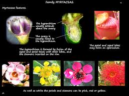 Image result for Myrtaceae