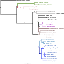 Image result for Belonophora coffeoides