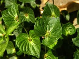 Image result for Acalypha caperonioides