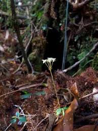 Image result for Exochaenium oliganthum