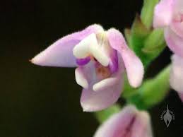 Image result for Polystachya valentina