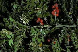 Image result for Grewia avellana