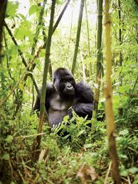 In Uganda And Rwanda Gorilla Trekking Enters A New Chapter Gorilla Trekking Gorilla Mountain Gorilla