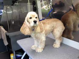 Maybe you would like to learn more about one of these? Charmed Paws Cocker Spaniel Haircut Cocker Spaniel Grooming Cocker Spaniel