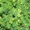 White clover is susceptible to selective herbicides and in most cases, it can be controlled with a single application. Https Encrypted Tbn0 Gstatic Com Images Q Tbn And9gcq1 Wxkfy4djvc7qazvxau3hxxrcfn1vmmc5r3mwnyrmjeh5whr Usqp Cau